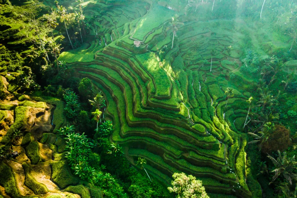 Rice Terraces bali.jpg